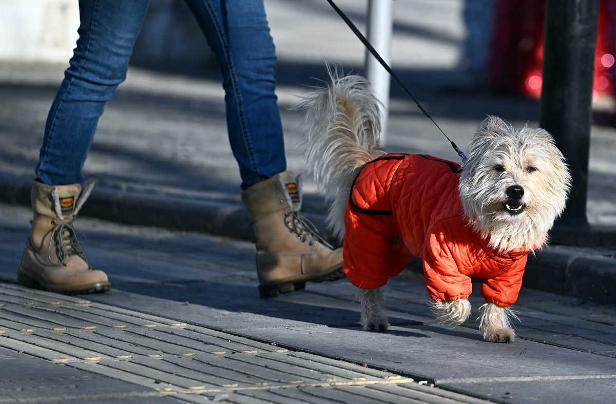 Determining The Optimal Temperature For Walking Your Dog