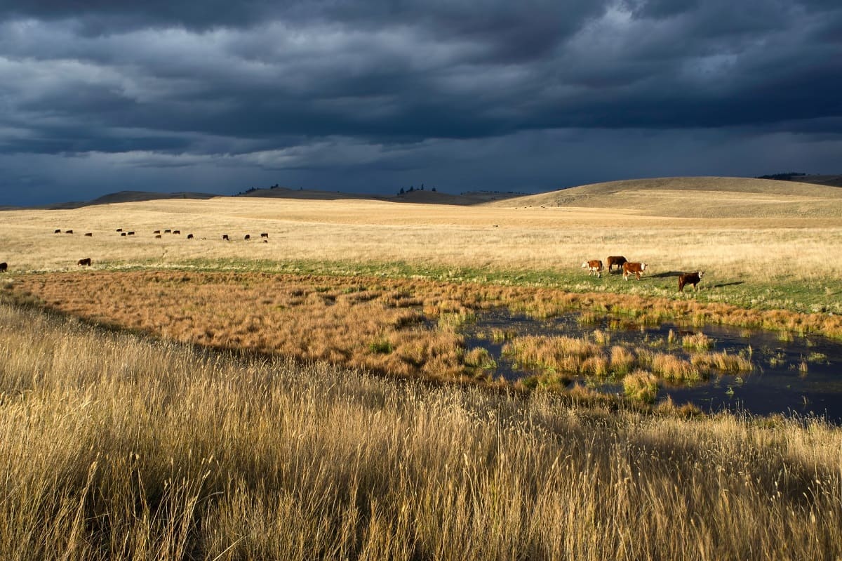 Exploring The Beauty And Biodiversity Of Grasslands