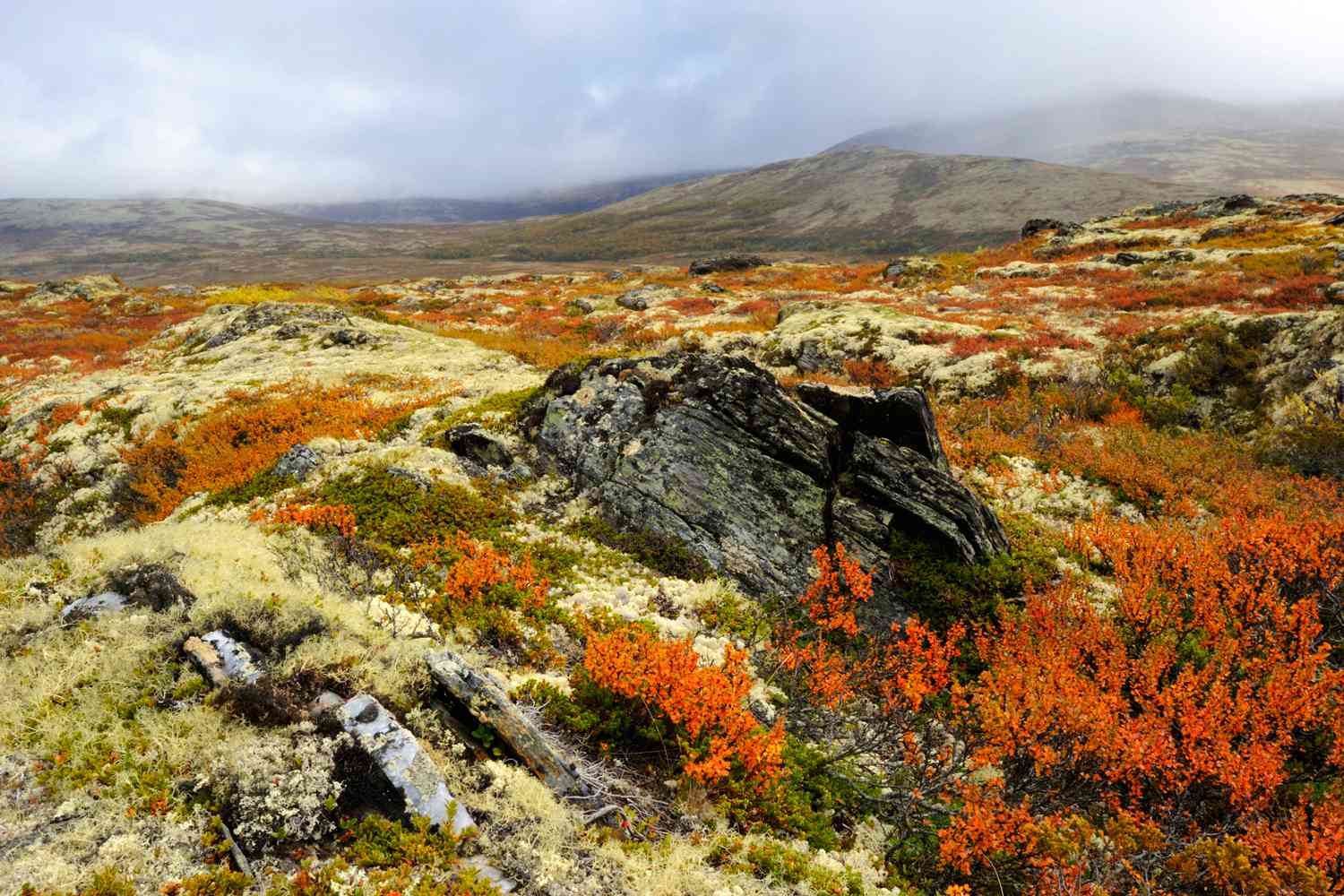 Exploring The Unique Characteristics Of The Tundra Biome