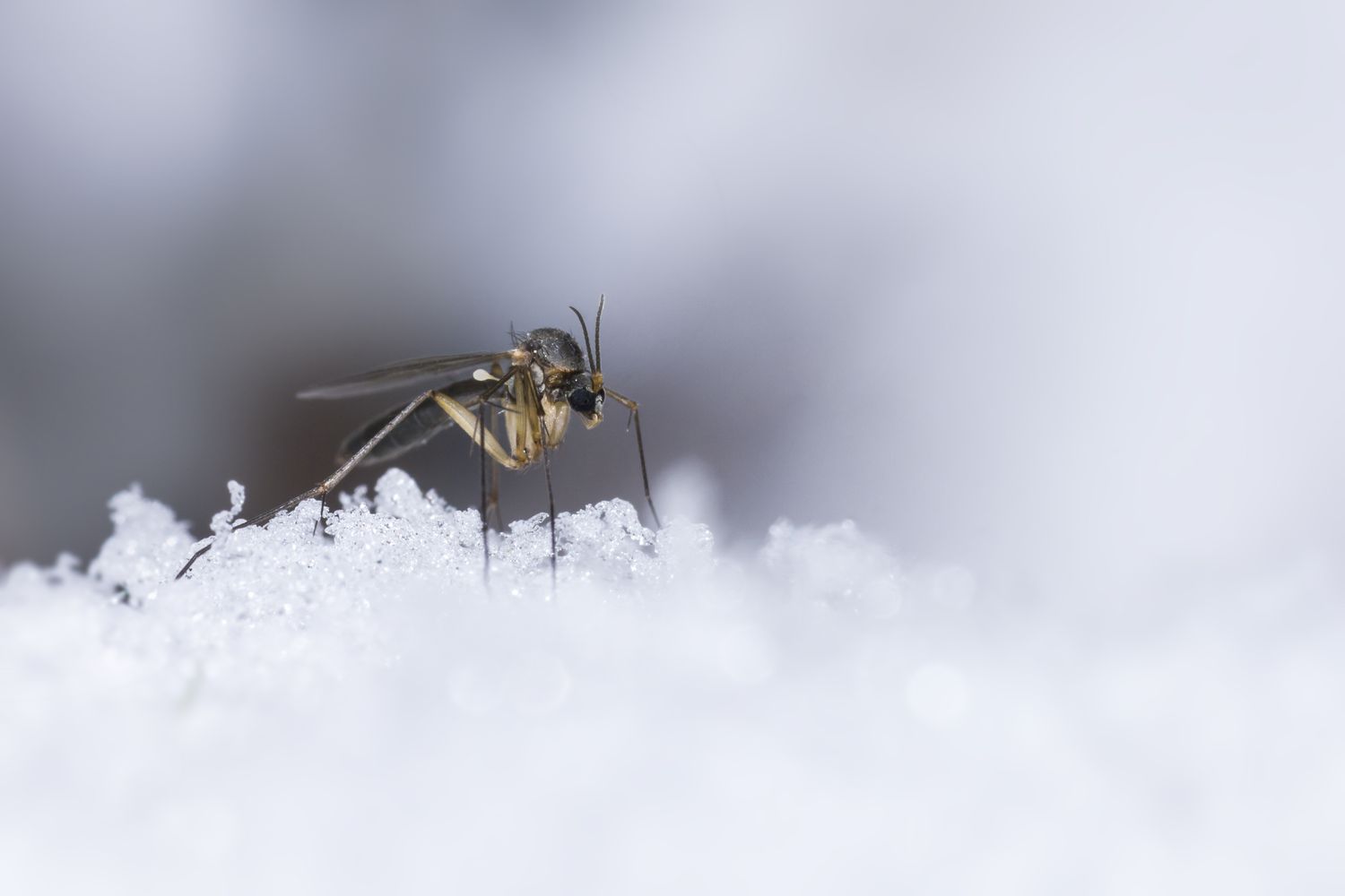 Mosquitoes’ Winter Habitat And Behavior Explained
