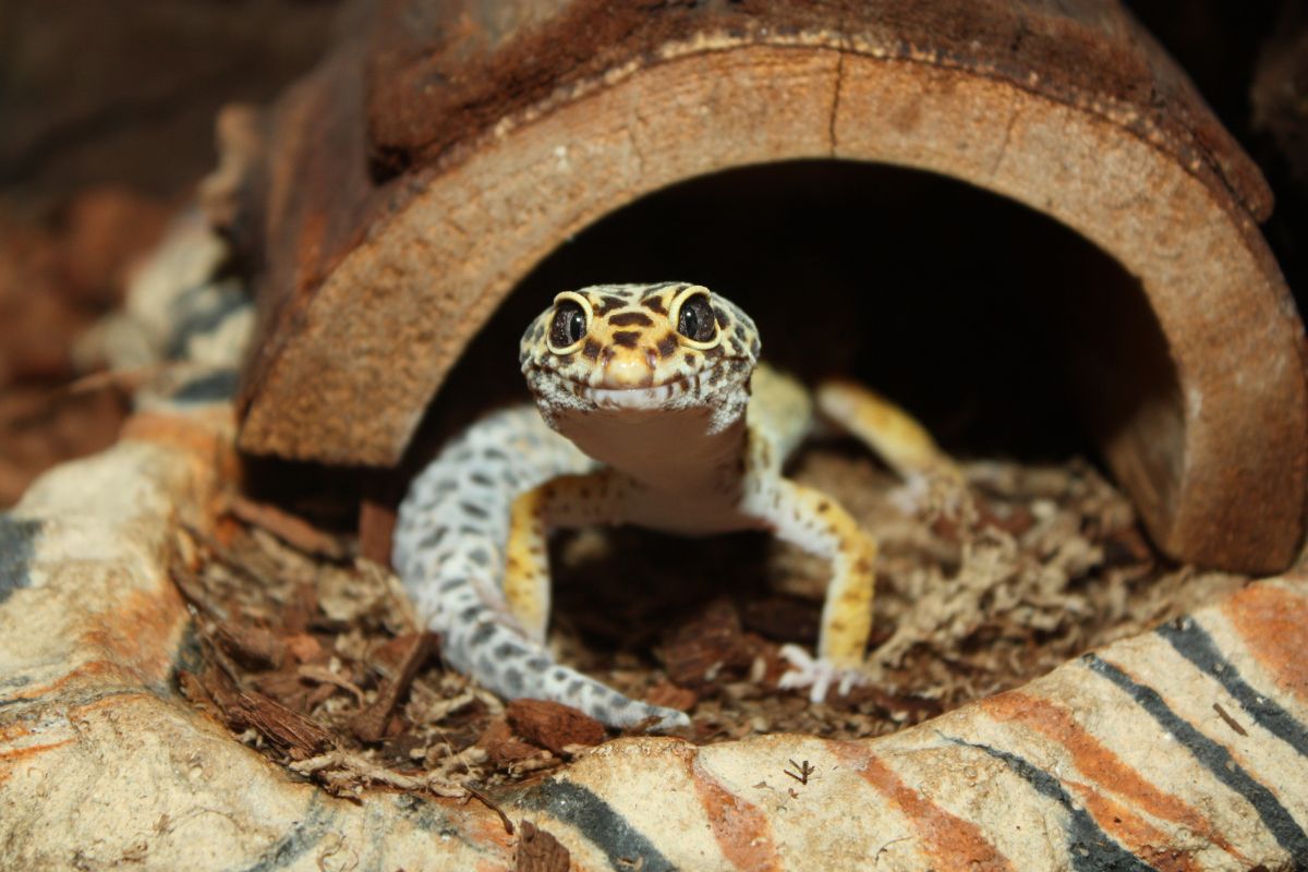 Optimal Temperature For Leopard Geckos: A Guide To Providing The Right Temperature For Your Pet
