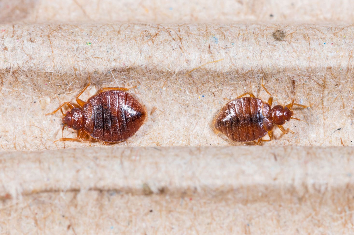 Survival Of Bed Bugs In Cold Temperatures