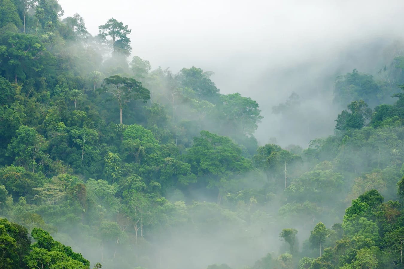 The Climate Of Rainforests: Exploring The Weather Patterns And Conditions