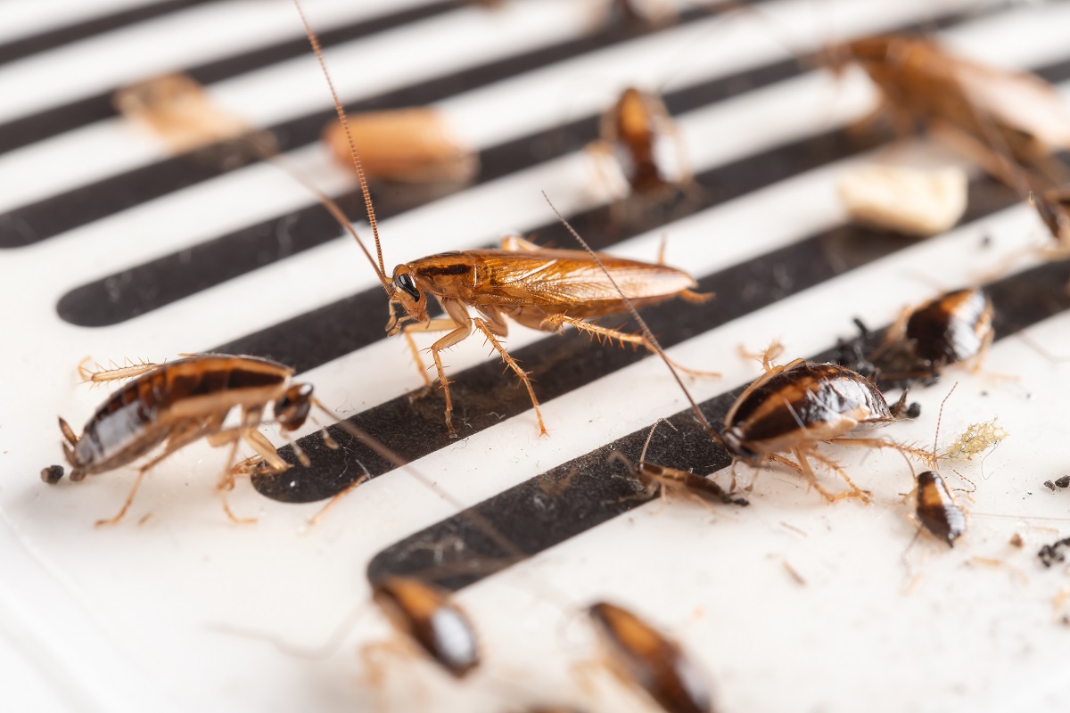 The Lethal Temperature For Roaches