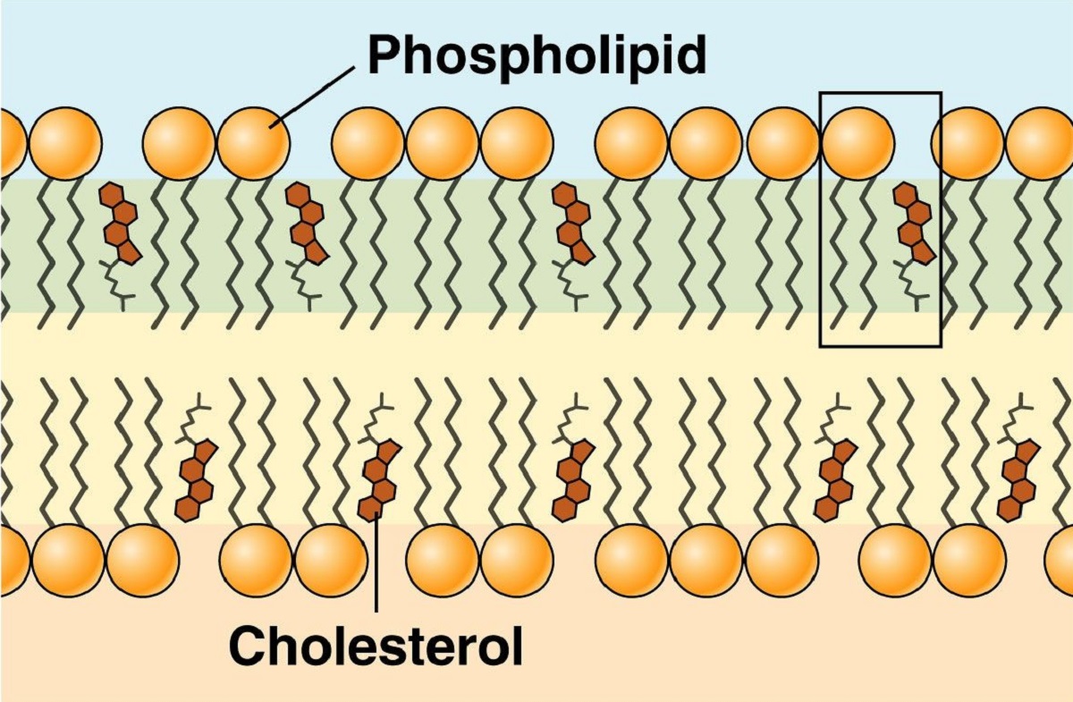 The Role Of Cholesterol In Maintaining Plasma Membrane Stability In Extreme Temperatures