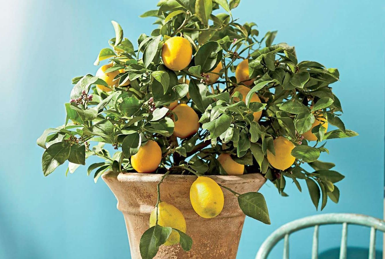 Tips For Caring For Your Meyer Lemon Tree