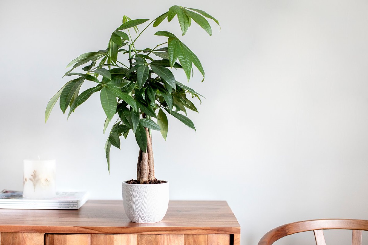 Tips For Caring For Your Money Tree: Expert Advice For Healthy Growth