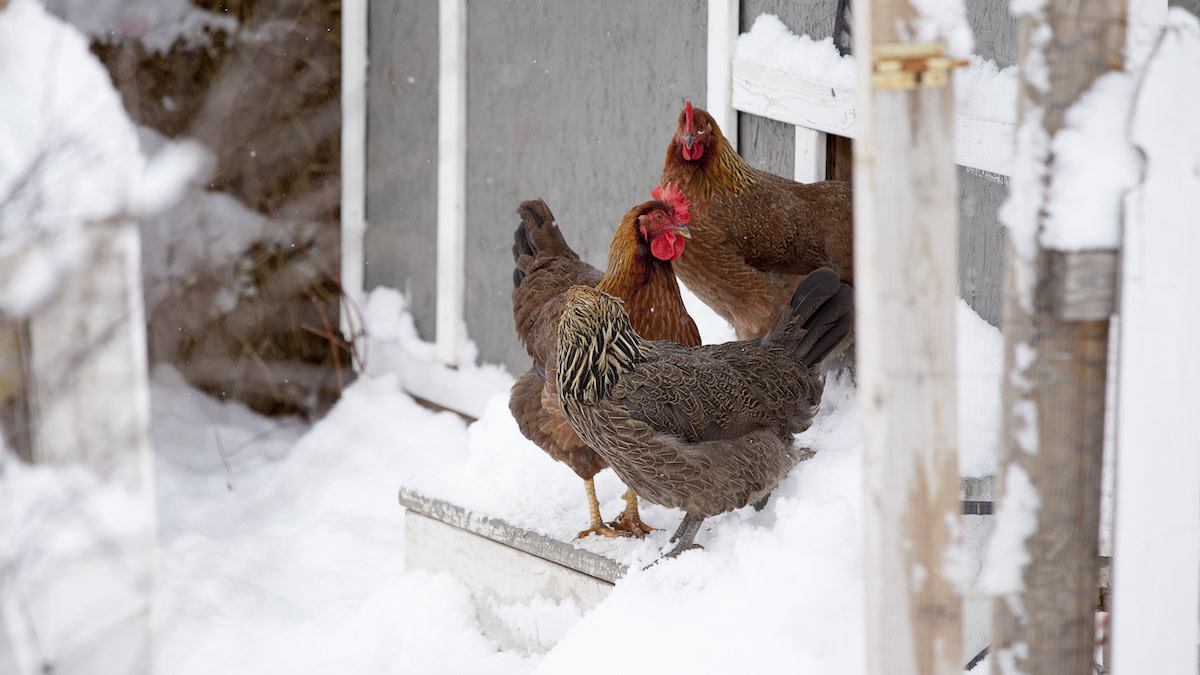 Tips For Keeping Chickens Warm During Winter Months
