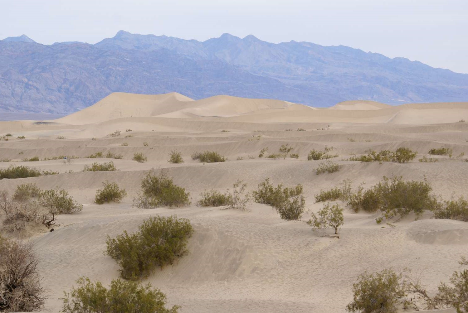 Deserts With Moderately Warm To Cool Temperatures