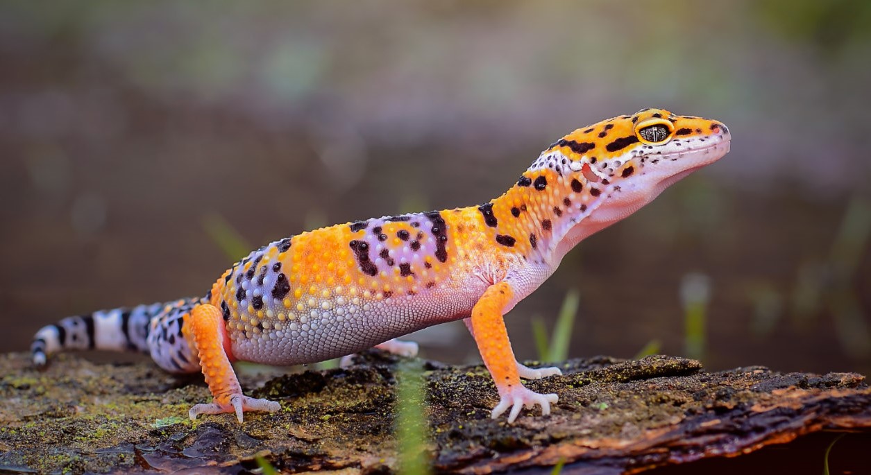 How Do Geckos Respond To Cold Air Temperatures?