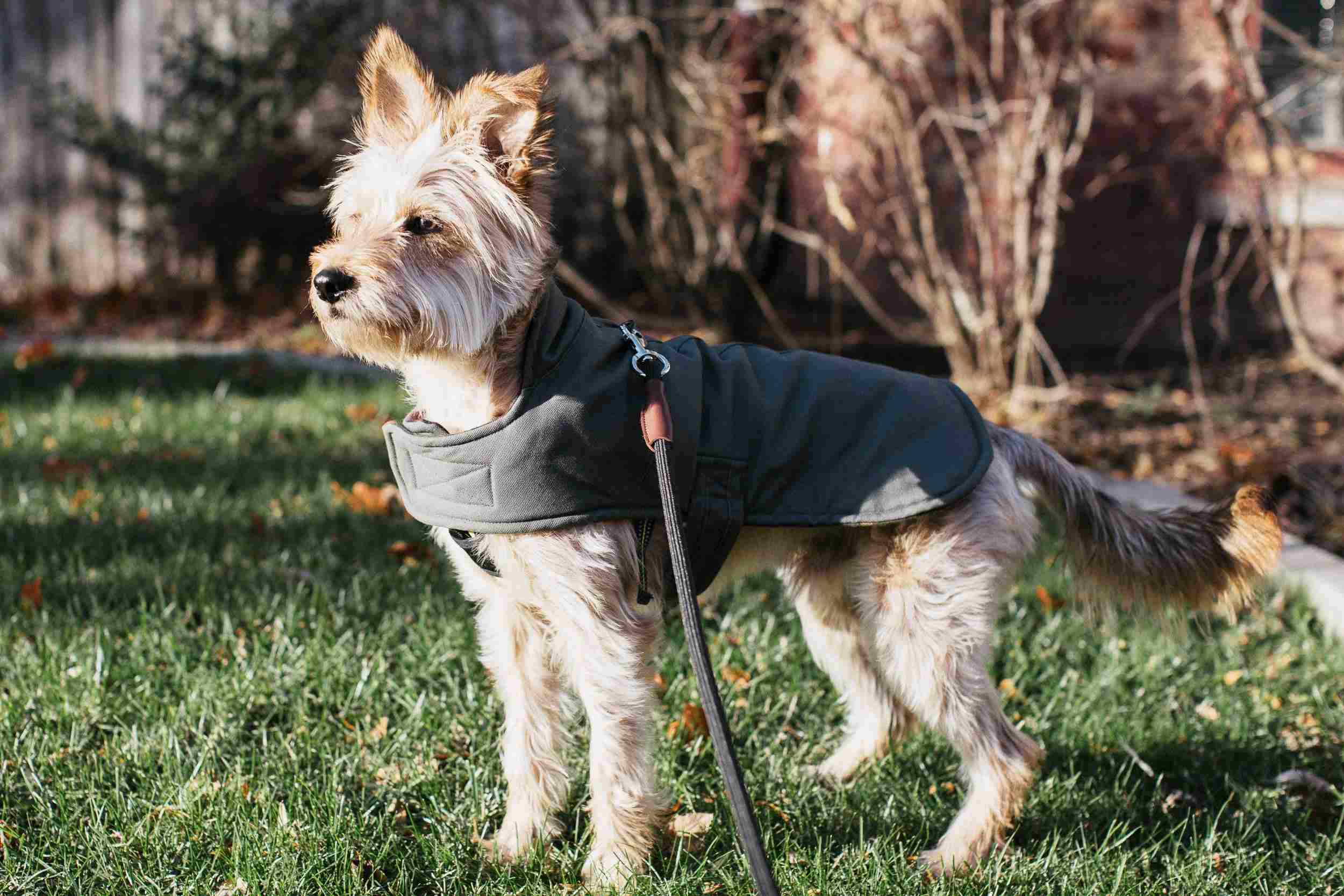 Ideal Temperature For Dogs To Wear A Coat