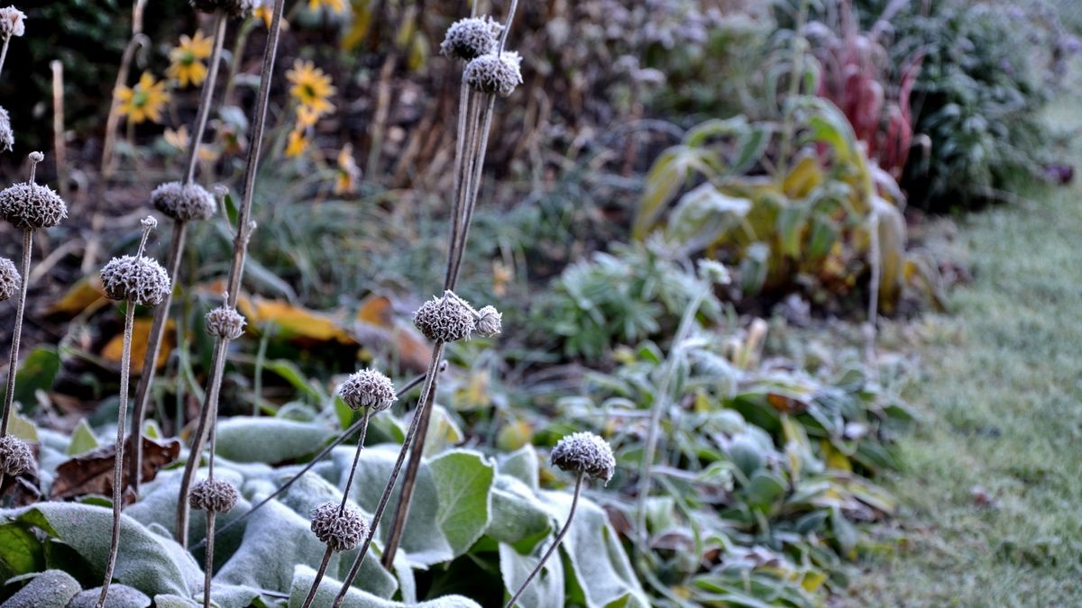 Protect Your Plants: Tips For Dealing With A Freeze Warning