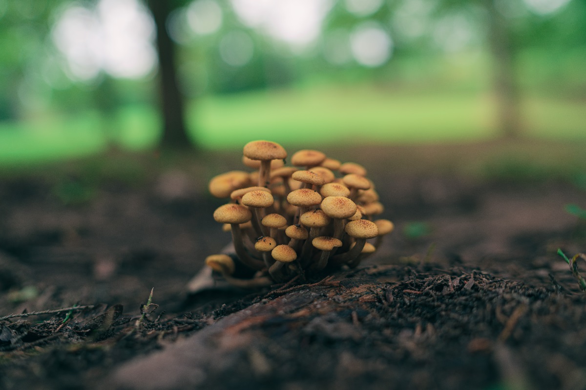 The Impact Of Rising Temperatures On The Spread Of Dangerous Fungi