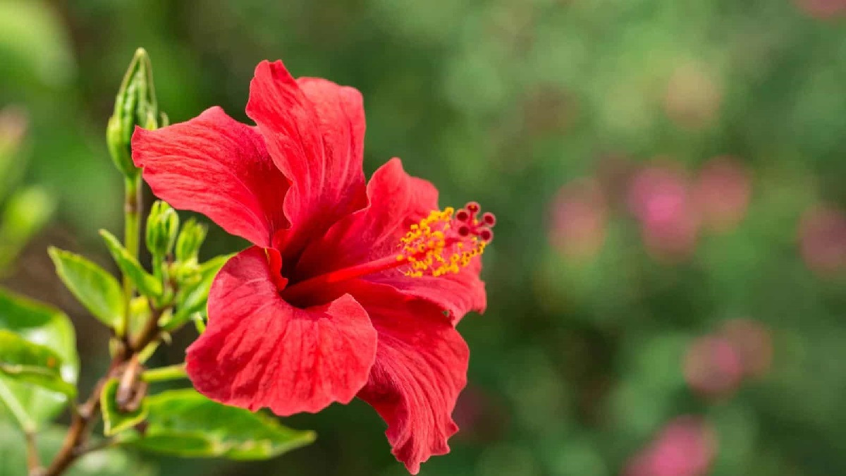 The Ultimate Guide To Growing And Caring For Hibiscus Flowers
