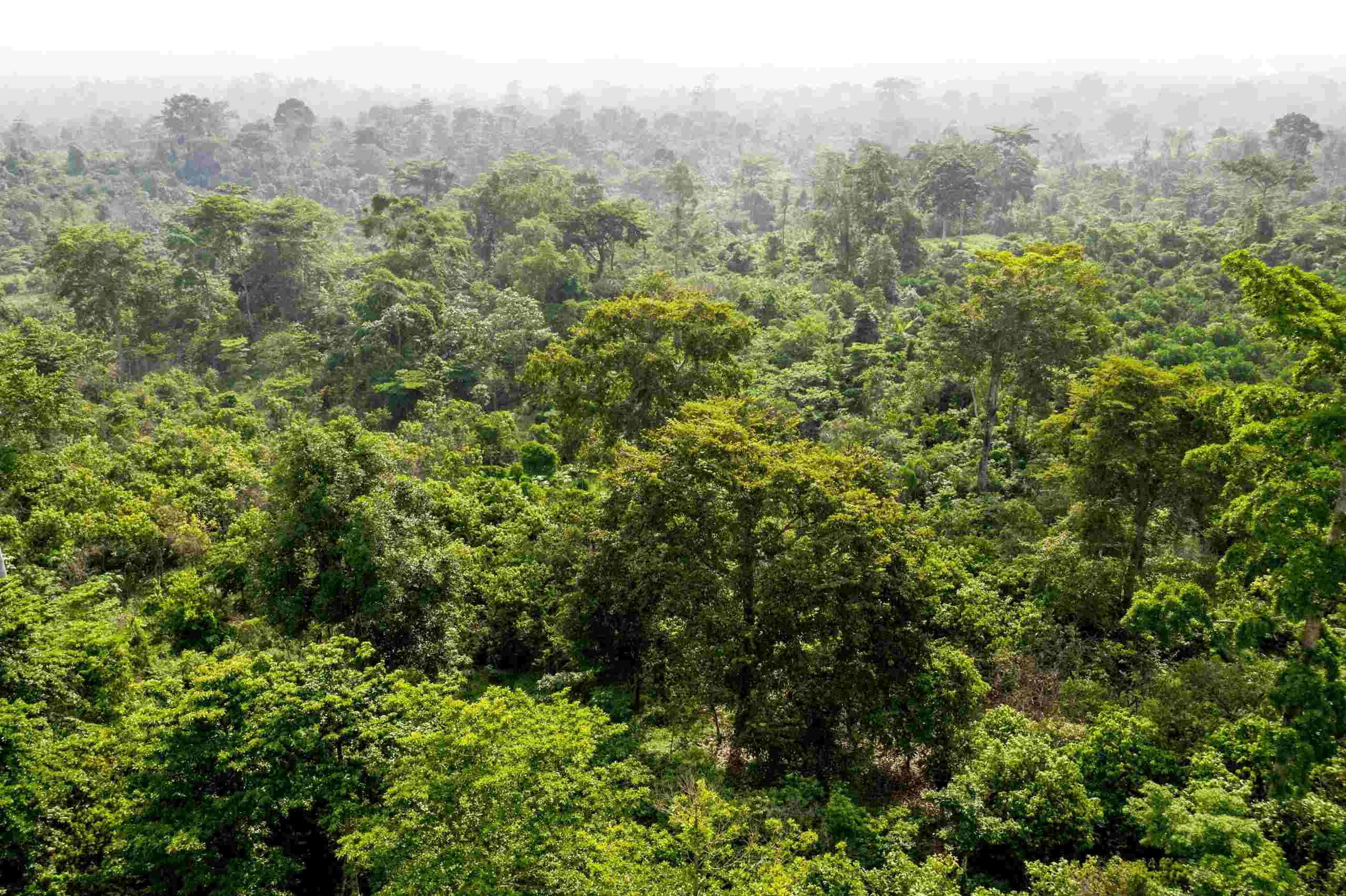 Understanding the Climate of the  Rainforest