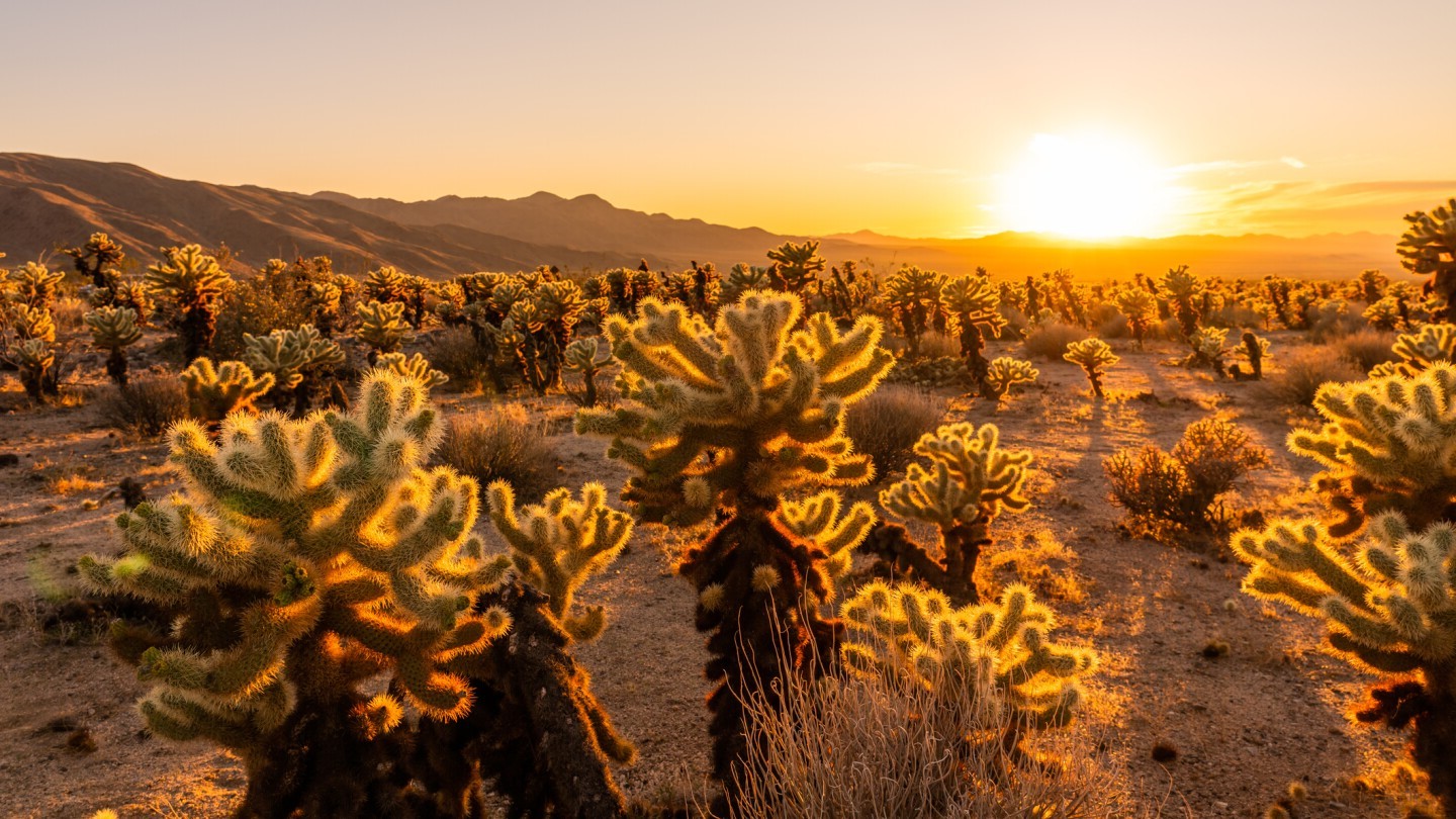 How Long for a Body to Decompose in Hot Weather?