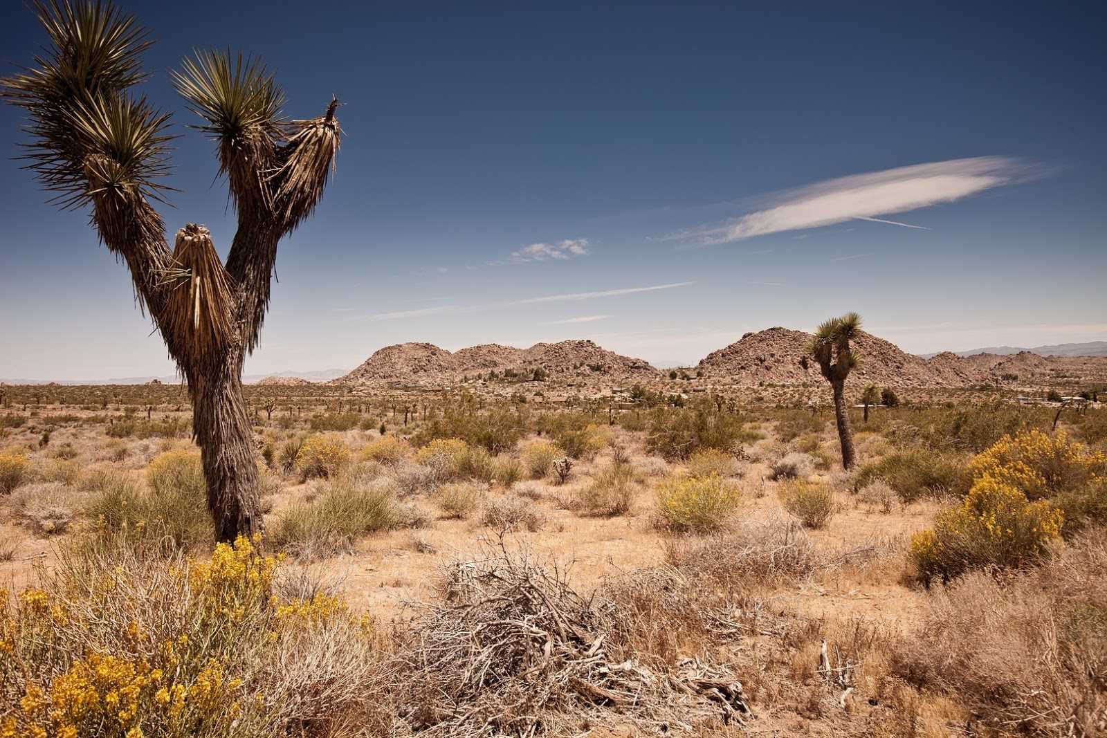 How Does the Mohave Desert Climate Affect Wildlife?